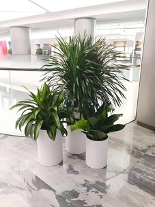 宁波江北植物租赁公司，让绿植点亮你的世界！